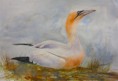 /album/galerie-de-photos-aquarelles/fou-de-bassan-jpg/